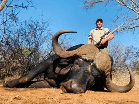 Cape Buffalo trophy photographed at Kuvhima Safaris, Limpopo.