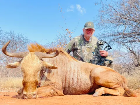 Golden Wildebeest trophy photographed at Kuvhima Safaris, Limpopo.