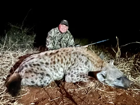 Spotted Hyena trophy photographed at Kuvhima Safaris, Limpopo.