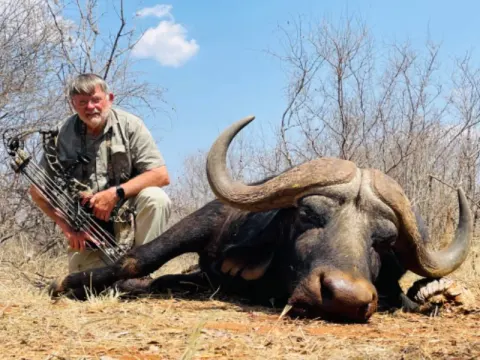 Cape Buffalo trophy photographed at Kuvhima Safaris, Limpopo.