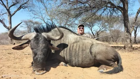 Blue Wildebeest trophy photographed at Kuvhima Safaris, Limpopo.