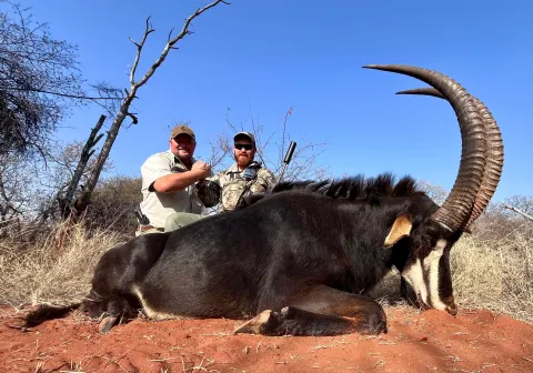 Sable Antelope trophy photographed at Kuvhima Safaris, Limpopo.