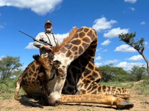 Giraffe trophy photographed at Kuvhima Safaris, Limpopo.