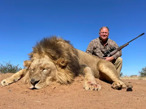 Lion trophy photographed at Kuvhima Safaris, Limpopo.
