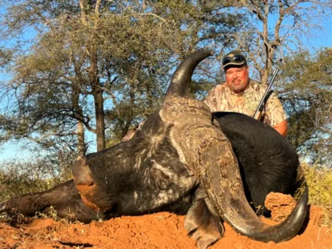 Cape Buffalo trophy photographed at Kuvhima Safaris, Limpopo.